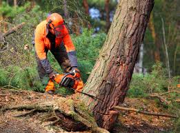 Professional Tree Removal and Landscaping Services in Courtland, VA